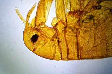 Flea under microscope