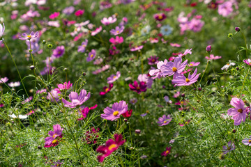 [植物]コスモス畑の風景