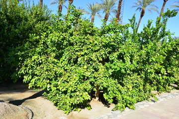 Lime tree in California in Winter