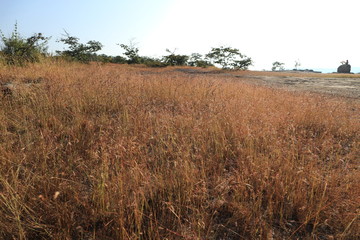 Fototapeta premium field of wheat