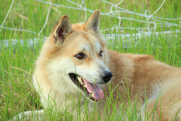 Portrait of brown and white dog looking away | Thai breeds