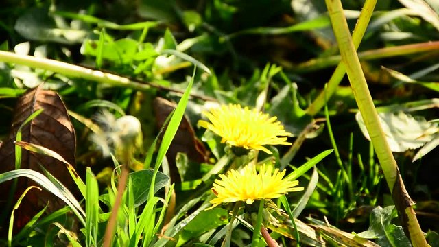 Dandelions in the meadow on a sunny day stagger in the wind