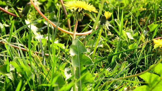 Dandelions in the meadow on a sunny day stagger in the wind