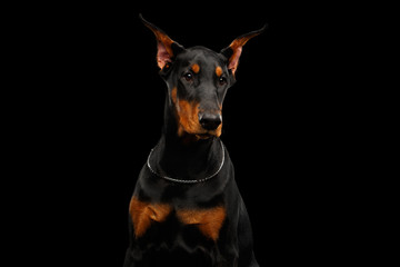 Portrait of Young Doberman Dog Posing on isolated Black background