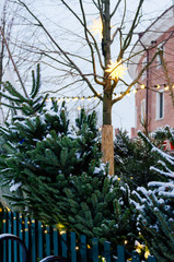 Christmas tree sale market. Festive fair in winter.