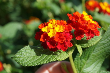 Beautiful flower, red and yellow, beauty of the nature