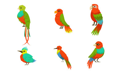 Different Birds With Bright Colorful Plumage Vector Illustration Set Cartoon Character