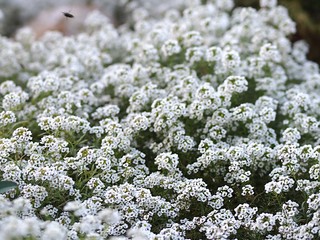 スイートアリッサムの群生