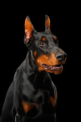 Fototapeta na wymiar Portrait of Angry Doberman Dog looks menacing on isolated Black background