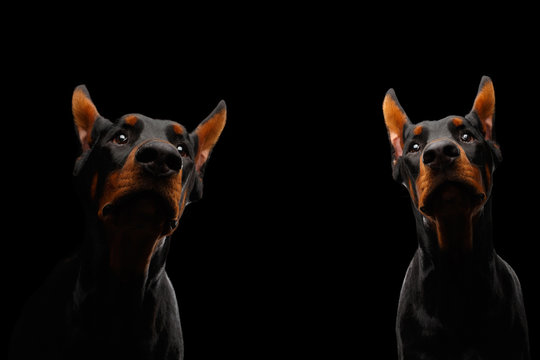 Portrait of Two Doberman Dogs on isolated Black background