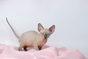 Canadian sphynx yang cat on light pink and white background