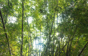 Fototapeta premium Bamboo forest with natural sun light. Green leaves of bamboo tree.