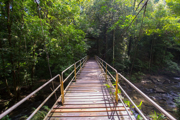 Bridge in the jungle of Thailand