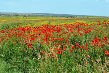 Fototapeta na wymiar Field with poppies