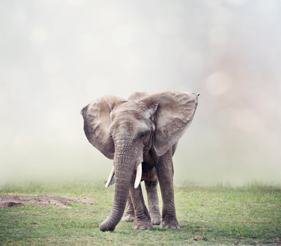 African Elephant  in the grassland