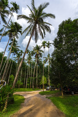Obraz na płótnie Canvas Palm trees in the jungle