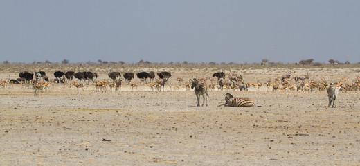 Fototapeta na wymiar Große Gruppe von Springböcke und Straußen an einem Wasserloch im Etosha Nationalpark, Namibia