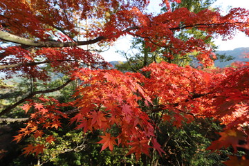 吉野山　紅葉