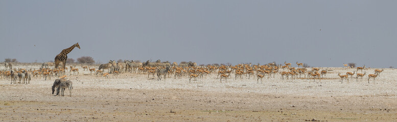 Panoramaaufnahme einer großen Gruppe von Tieren (Springböcke, Giraffe, Zebras, Strauße,...