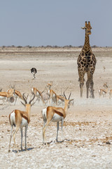 Giraffe und weitere Tiere an einem Wasserloch im Etosha Nationalpark, Namibia