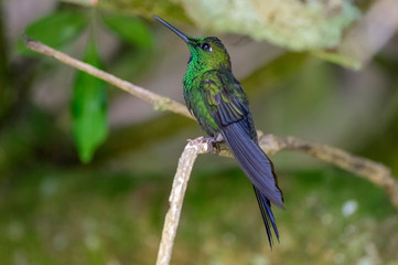 Fototapeta premium Beautiful Hummingbird. Monteverde. Curi Cancha National Park. Costa Rica