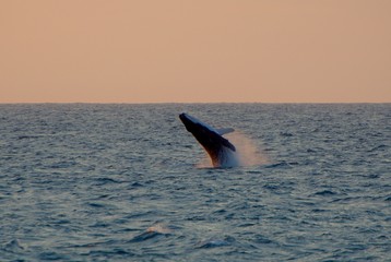 Humpback Whale (Megaptera Novaeangliae) breaching at sunset - Kalbarri, WA, Australia