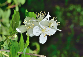 Obraz na płótnie Canvas Flowers of wild jasmine 6