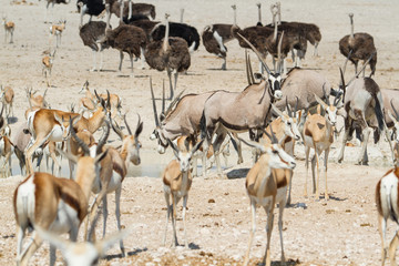 Antilopen und Strauße an einem Wasserloch im Etosha Nationalpark, Namibia