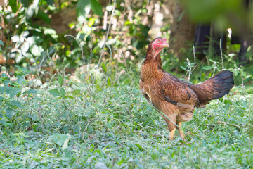 Hens looking for food from the backyard in the morning time.