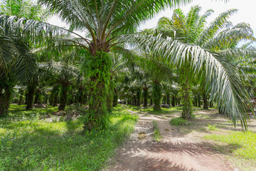 Fototapeta na wymiar Palm grove in eastern asia