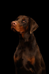 Portrait of Brown Doberman Dog looks Adorable on isolated Black background
