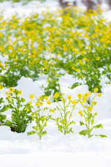 菜の花と雪