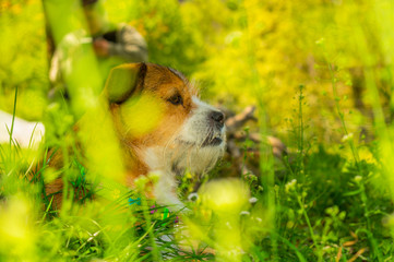 perro oculto entre las hierbas
