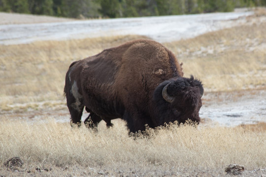 Old Buffalo Bull in a field of grass