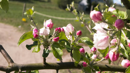 Close up of pink, wild apple tree flowers. Flowering trees - waking up nature.