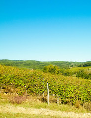 Fototapeta na wymiar Vineyards in the hills of Tuscany.