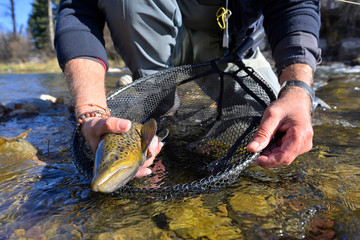 Taking a beautiful brown trout with a fly