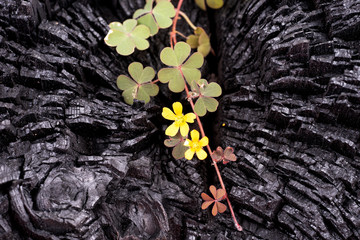 New life from the burned tree. © kelifamily