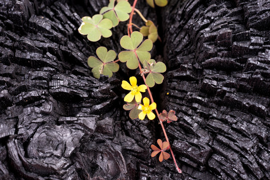 New life from the burned tree.