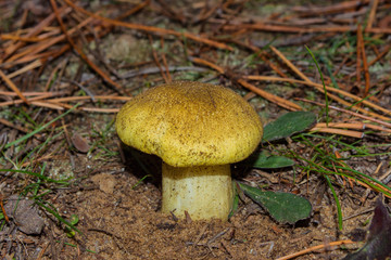 Beautiful mushroom Tricholoma equestre (Yellow Knight) in pine forest closeup. Selective focus, shallow depth of field.