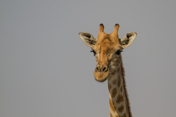 Porträt einer Giraffe, Etosha Nationalpark, Namibia