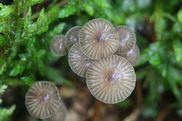 Mycena vulgaris, known as vulgar bonnet. wild mushroom from Finland