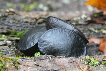 Bulgaria inquinans, known as black bulgar or Black Jelly Drops, wild fungus growing on oak in Finland
