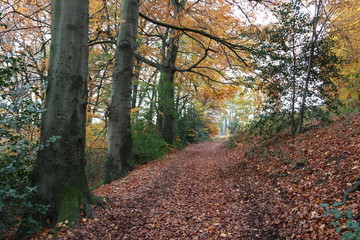 Herbst im Wald lädt zum Wandern ein