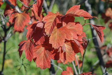 Red leaves