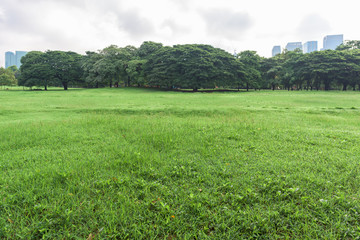 Beautiful landscape in the park and green grass field at morning.