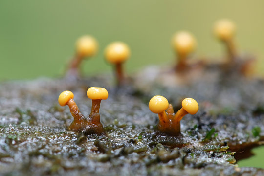 Lepidoderma tigrinum, known as spotted tiger slime mold, specimen from Finland