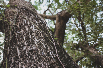 Obraz premium Big tree in the forest.
