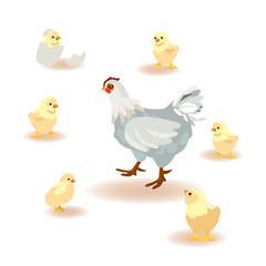 Chicken birdie. Isolated cartoon vector illustration icons. Cute chickens
