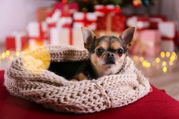 Mini chihuahua puppy as christmas present for children concept. Adorable decorative doggy on under holiday tree with wrapped gift boxes, festive lights. Festive background, close up, copy space.